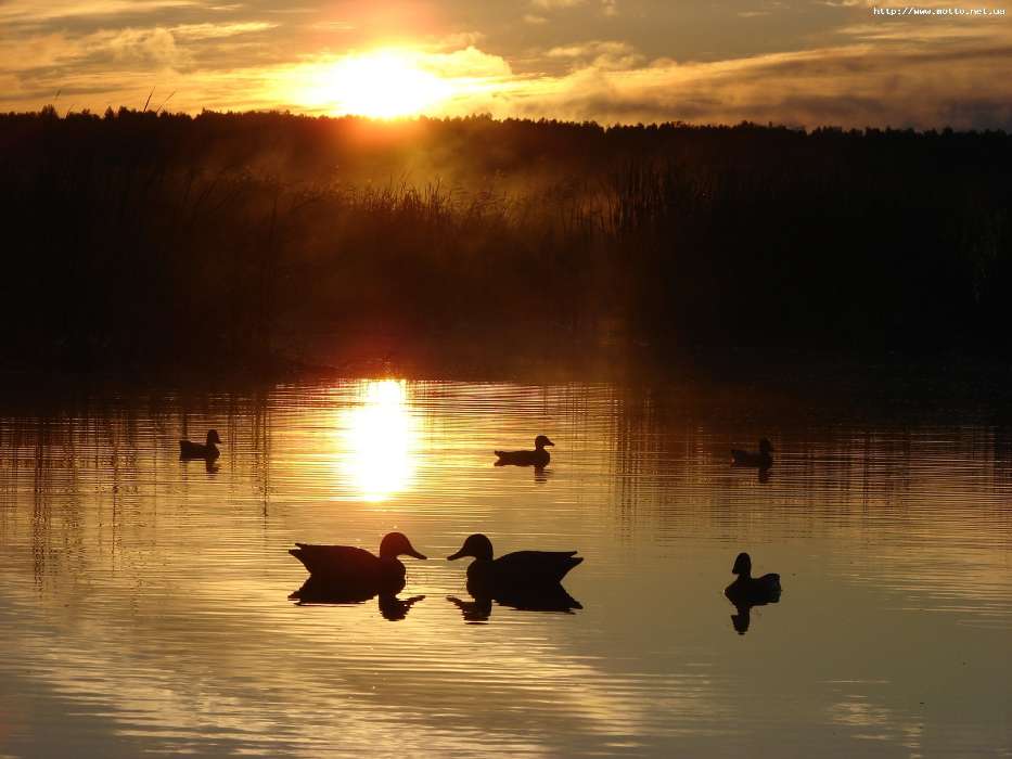 Landscape, Nature, Water, Sunset, Ducks, Sun, Lakes