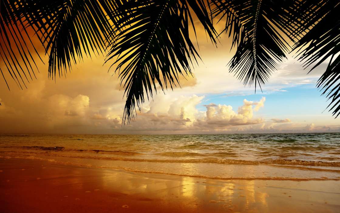 Palms,Landscape,Beach