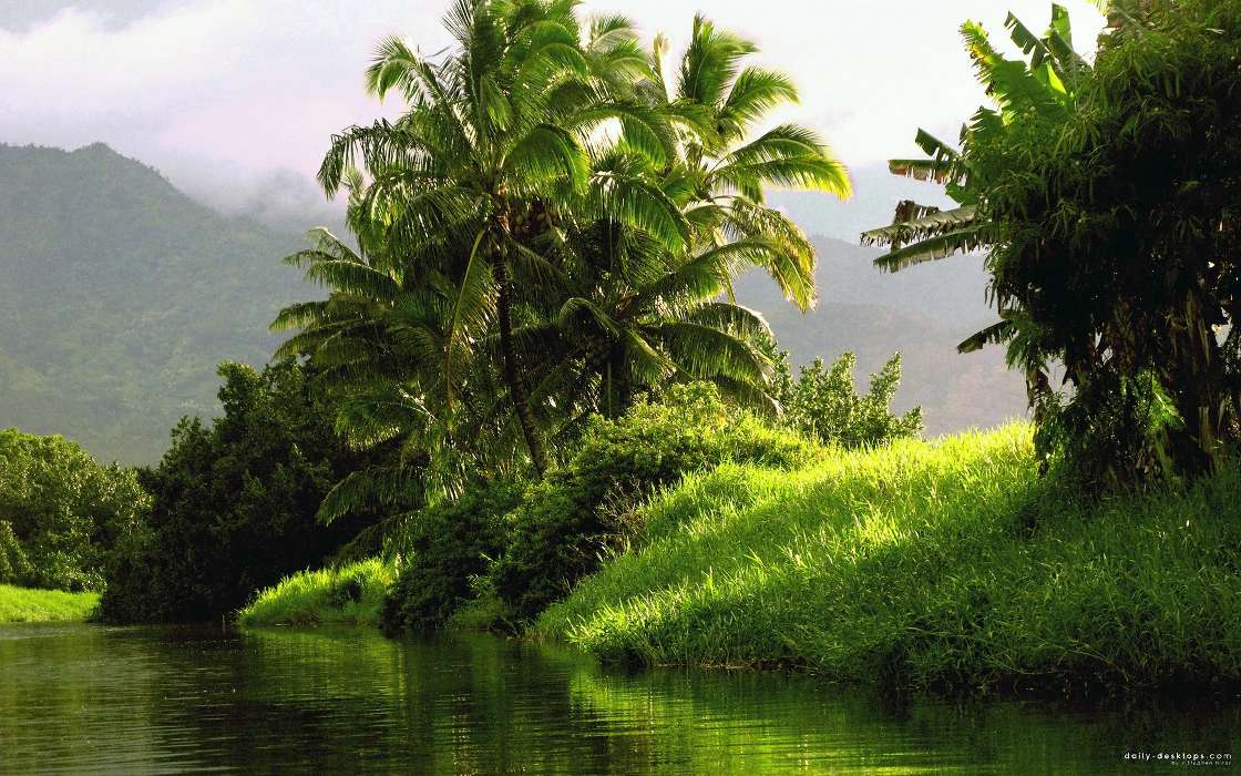 Landscape, Rivers, Palms