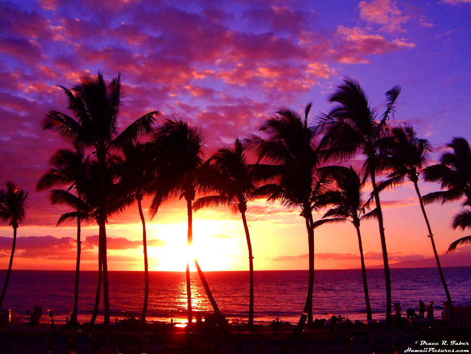 Palms, Landscape, Sun, Sunset