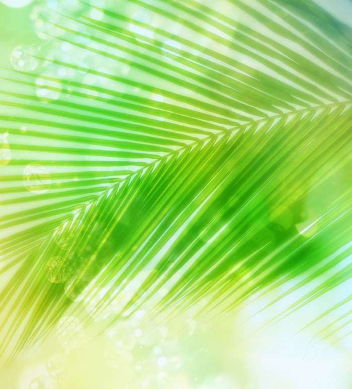 Plants, Palms