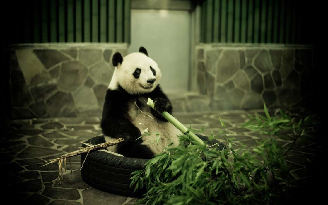 Pandas, Animals