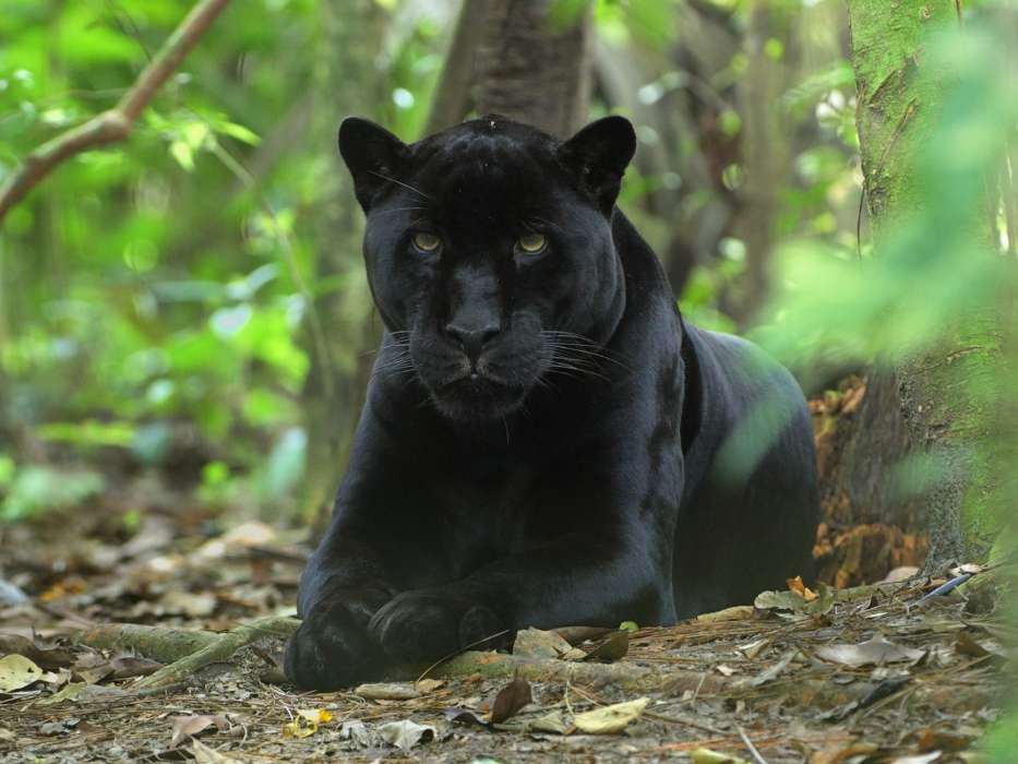Panthers,Animals