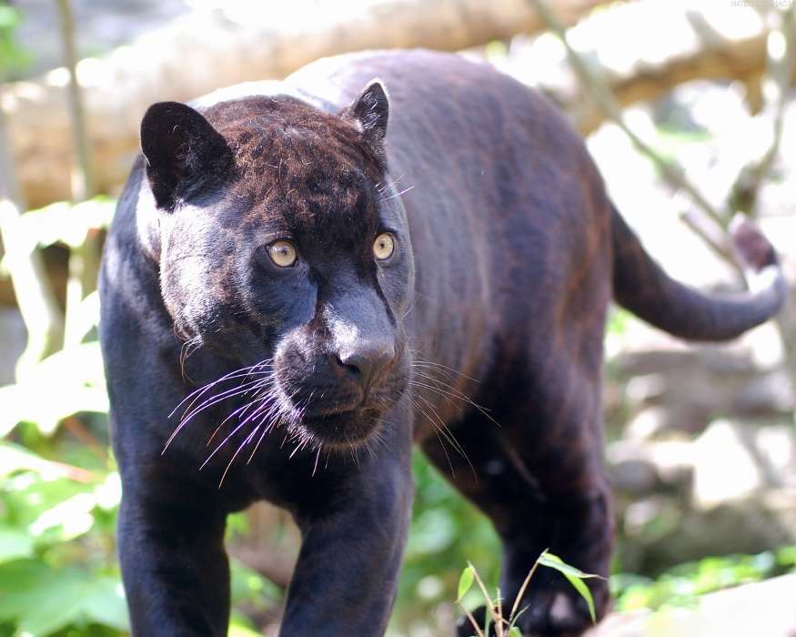 Animals, Panthers