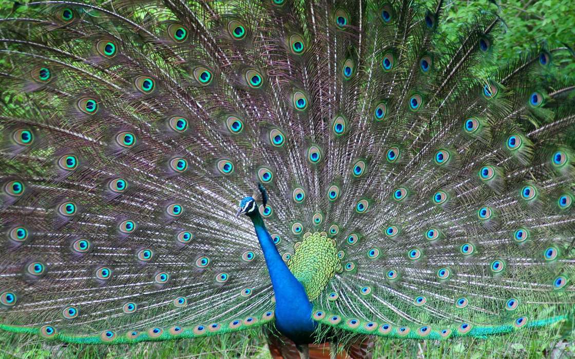 Peacocks,Birds,Animals