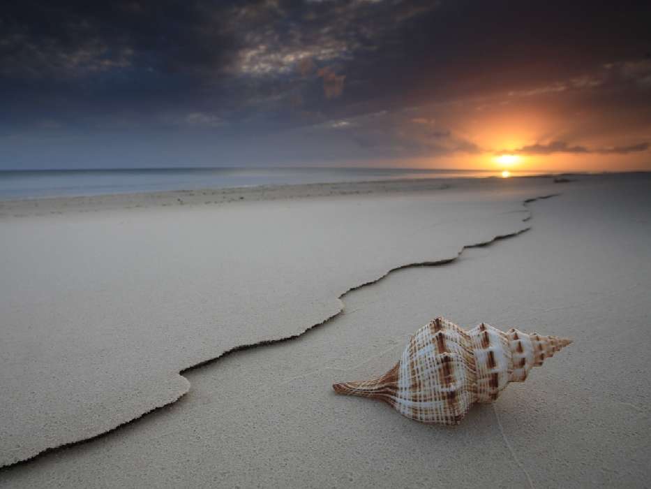 Landscape,Beach,Shells