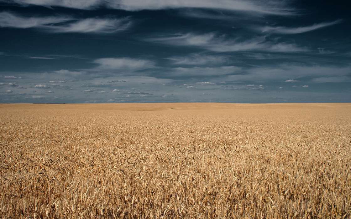 Landscape,Fields,Wheat