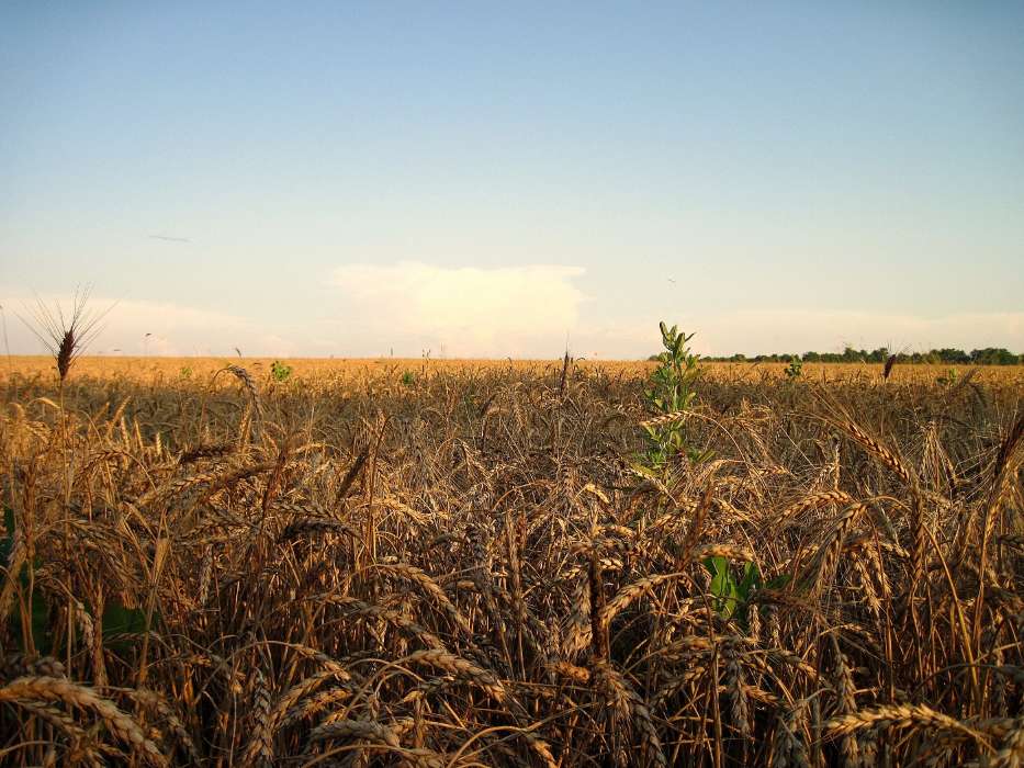 Landscape,Fields,Wheat