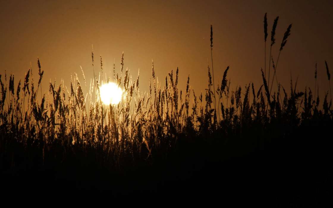 Landscape, Fields, Wheat, Sun
