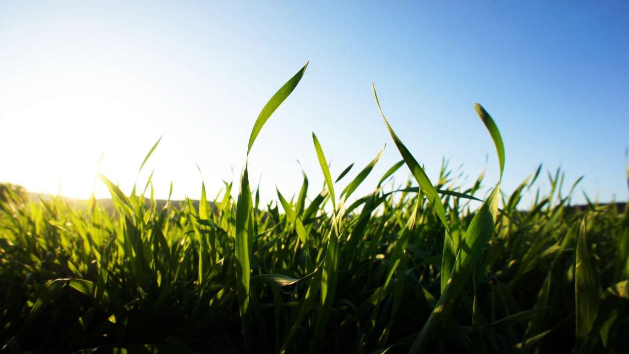 Landscape, Fields, Plants, Sun, Grass