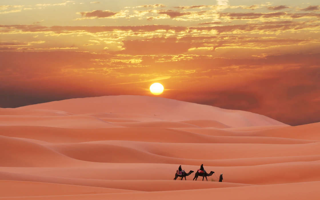 Landscape,Desert,Camels