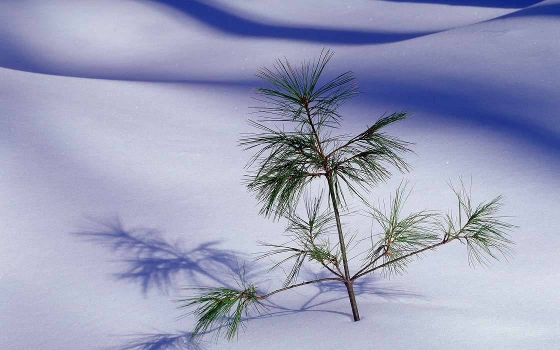 Landscape,Snow,Pine