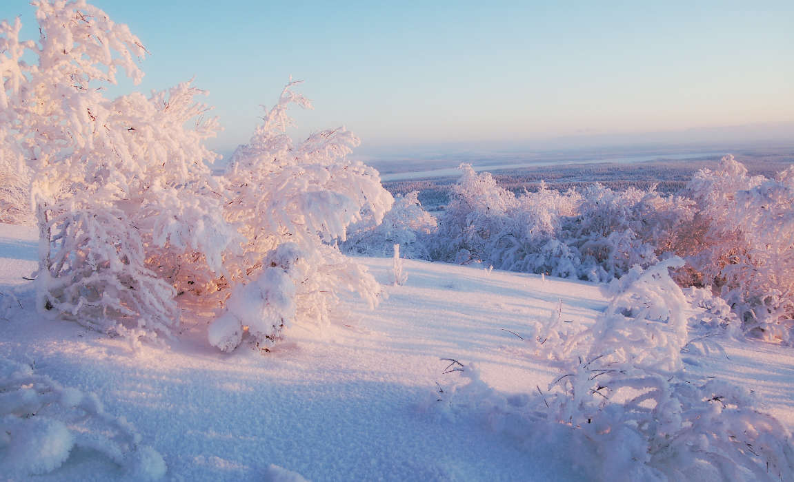 Landscape, Snow, Bush, Winter