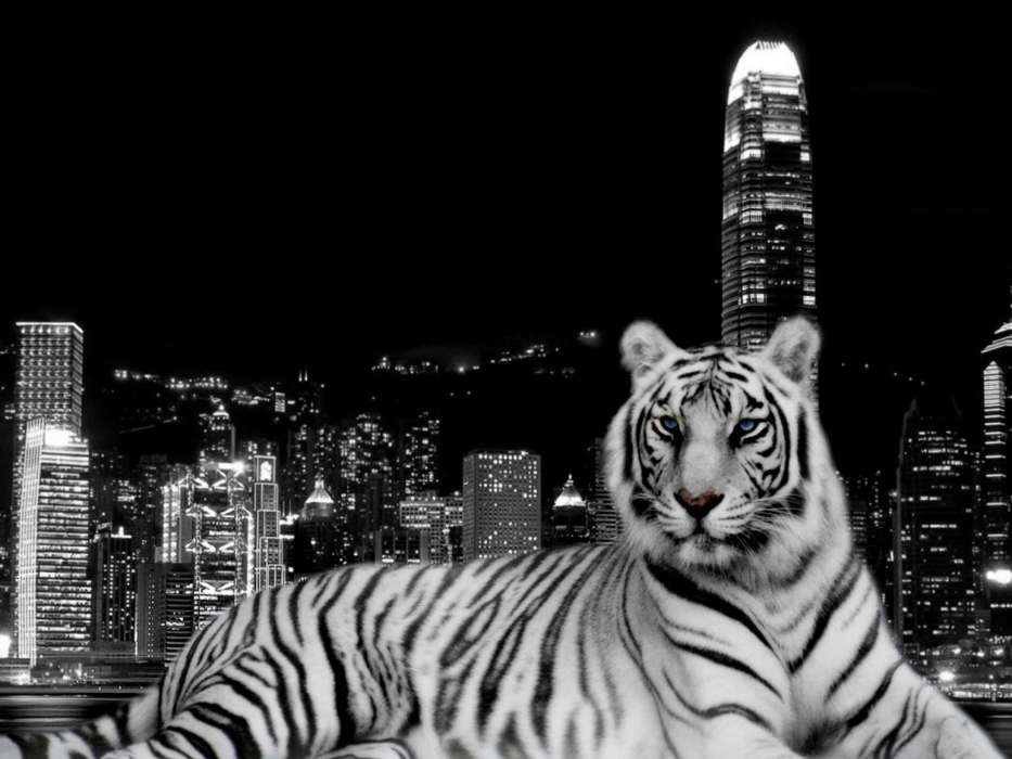 Landscape,Tigers,Animals