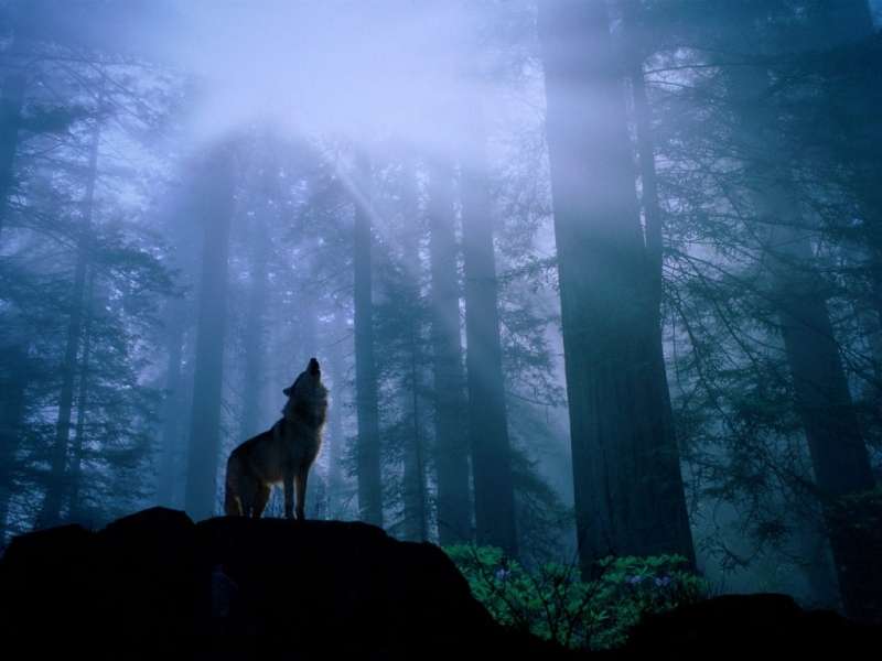 Landscape,Wolfs
