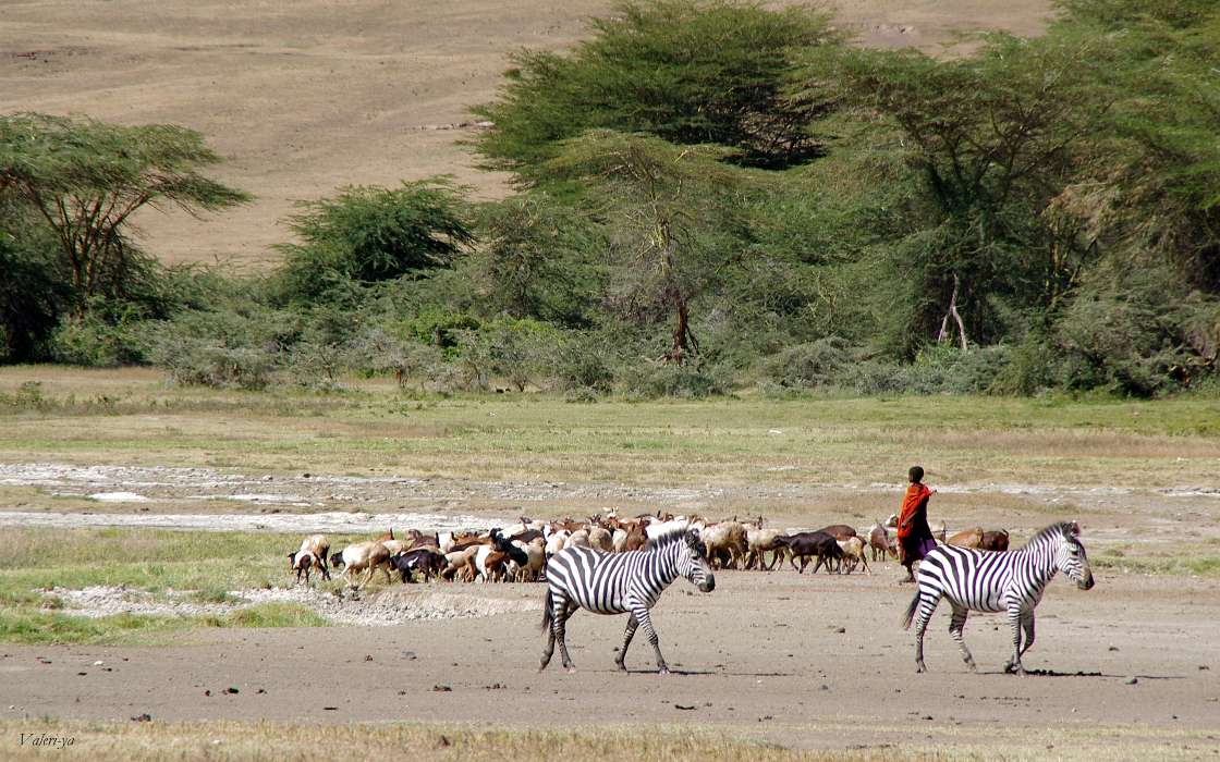 Landscape,Zebra,Animals