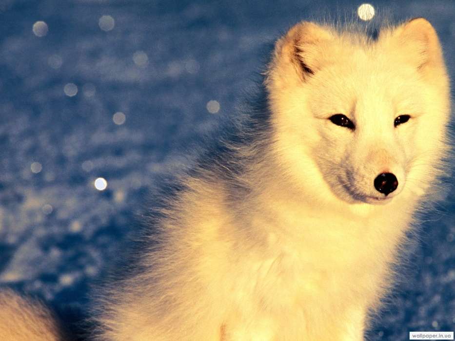 Animals, Polar foxes