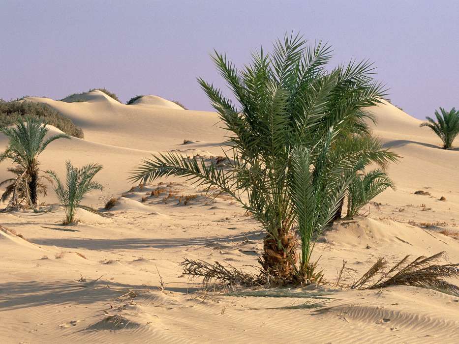 Plants, Sand, Desert, Bush