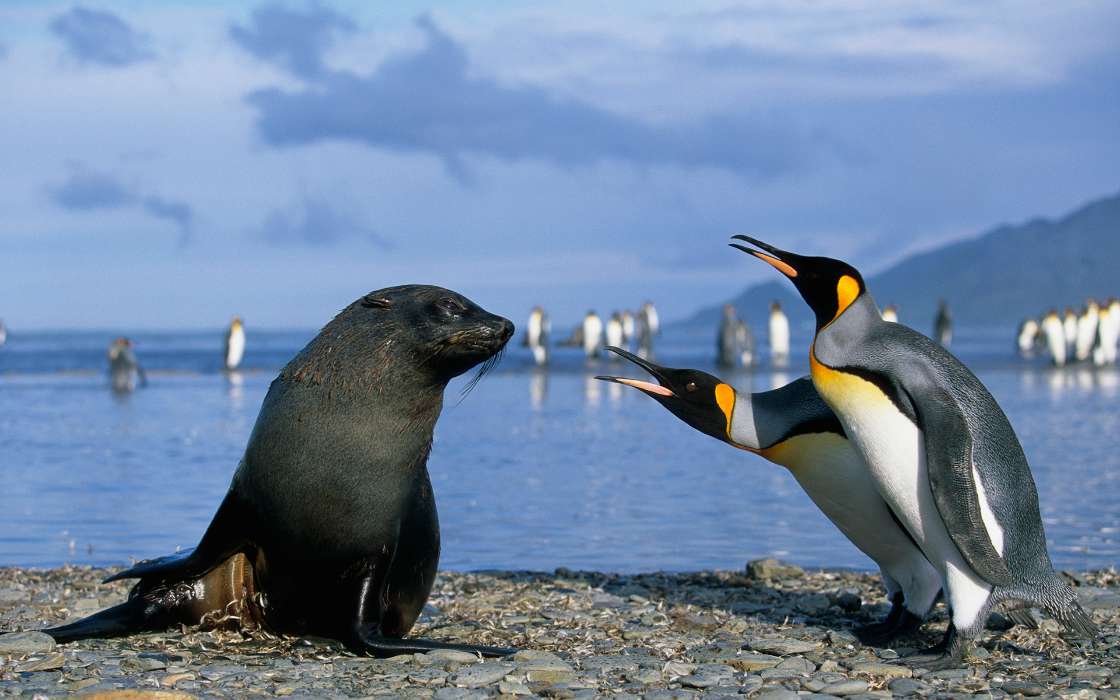Pinguins,Birds,Seals,Animals