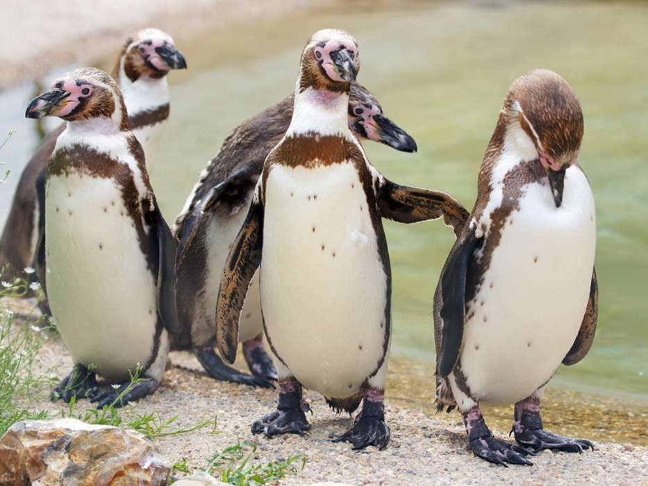 Pinguins,Birds,Animals