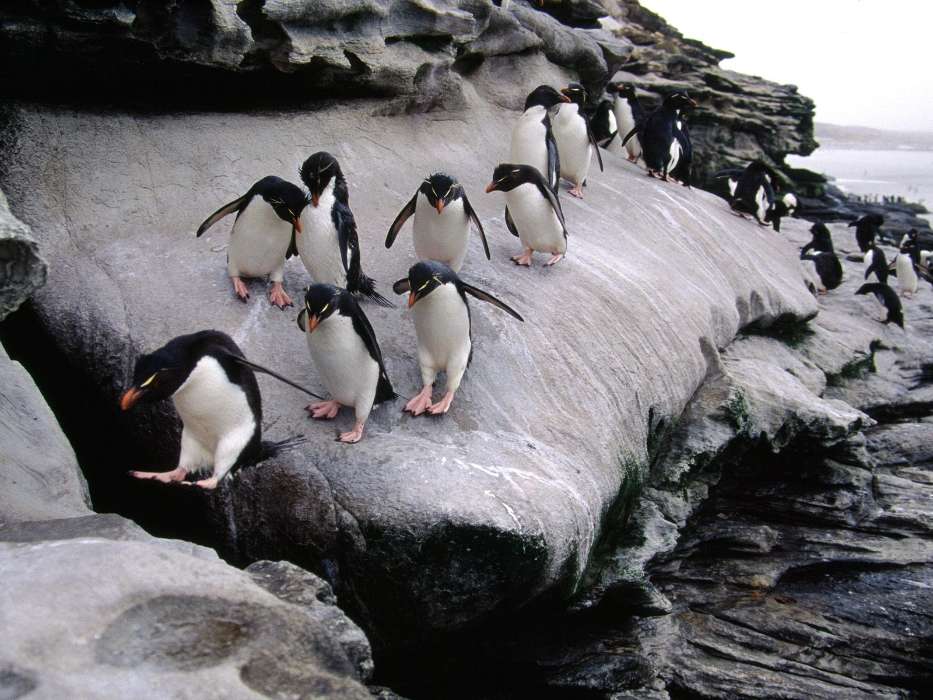 Animals, Pinguins