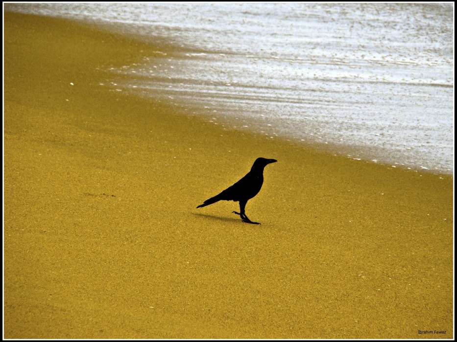 Animals, Birds, Beach, Crows