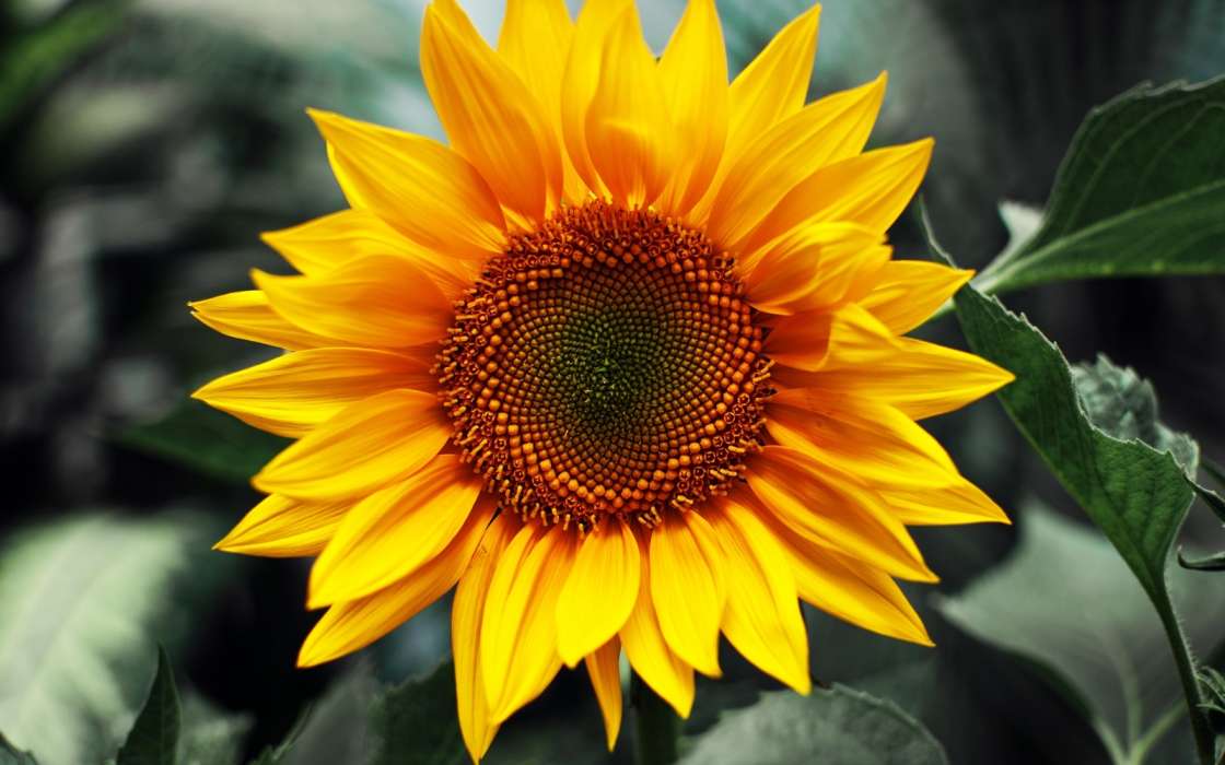 Sunflowers, Plants