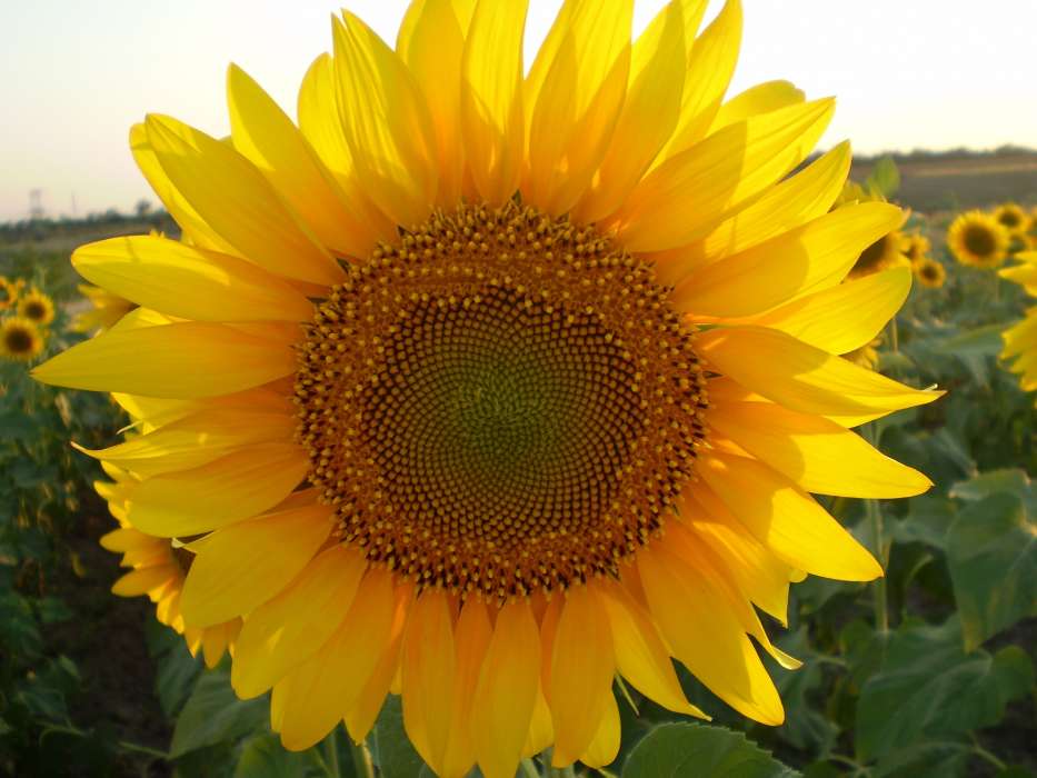 Plants, Sunflowers