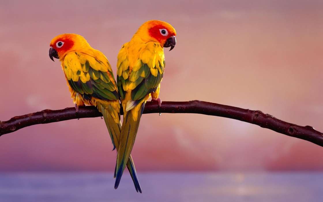 Parrots,Birds,Animals