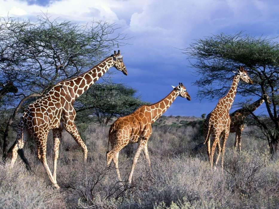 Nature,Giraffes,Animals
