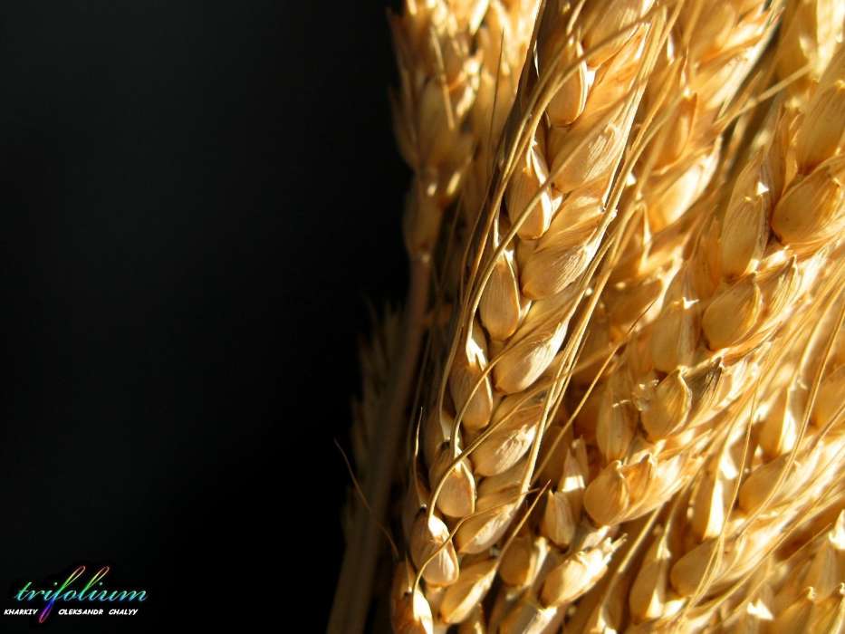 Plants, Wheat