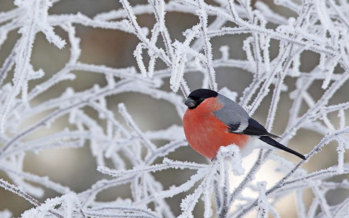 Birds, Snow, Animals