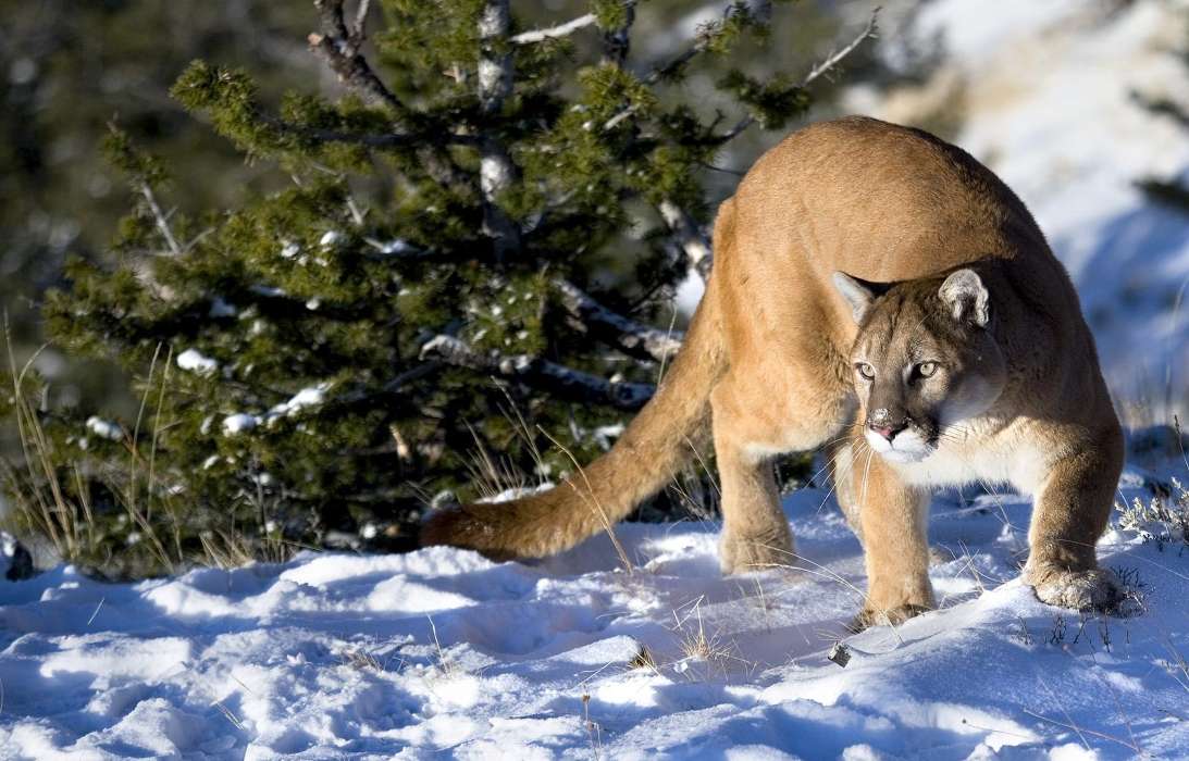 Animals, Winter, Puma