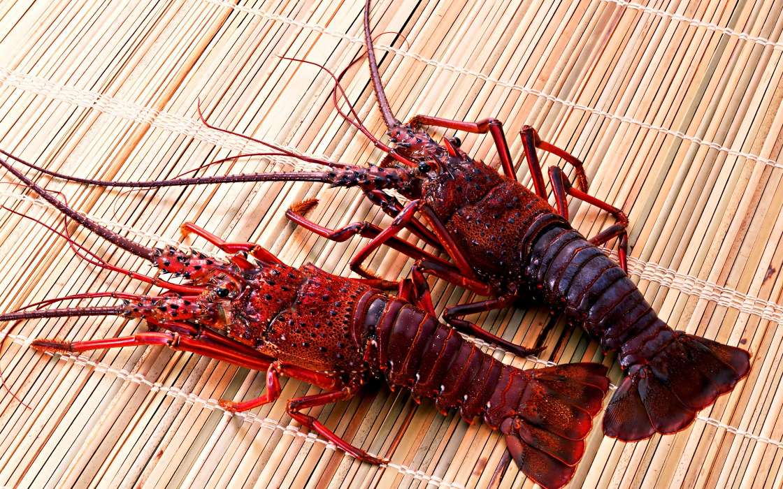 Crayfish,Animals