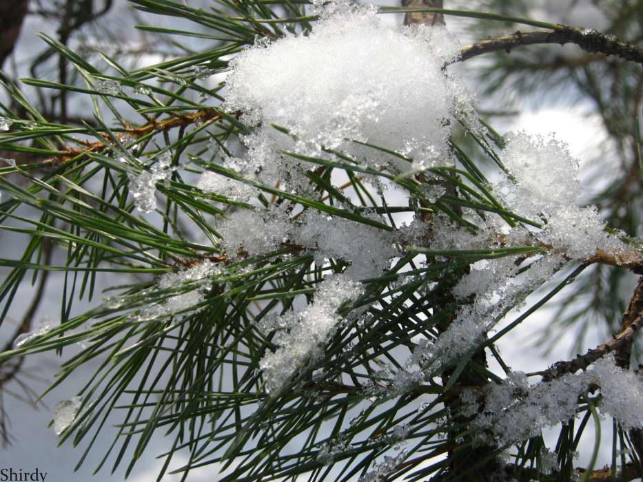 Plants,Snow,Pine
