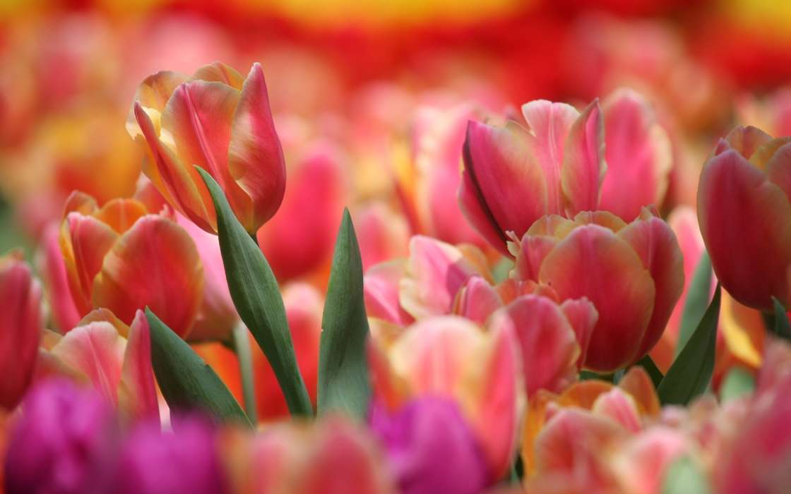 Plants, Tulips
