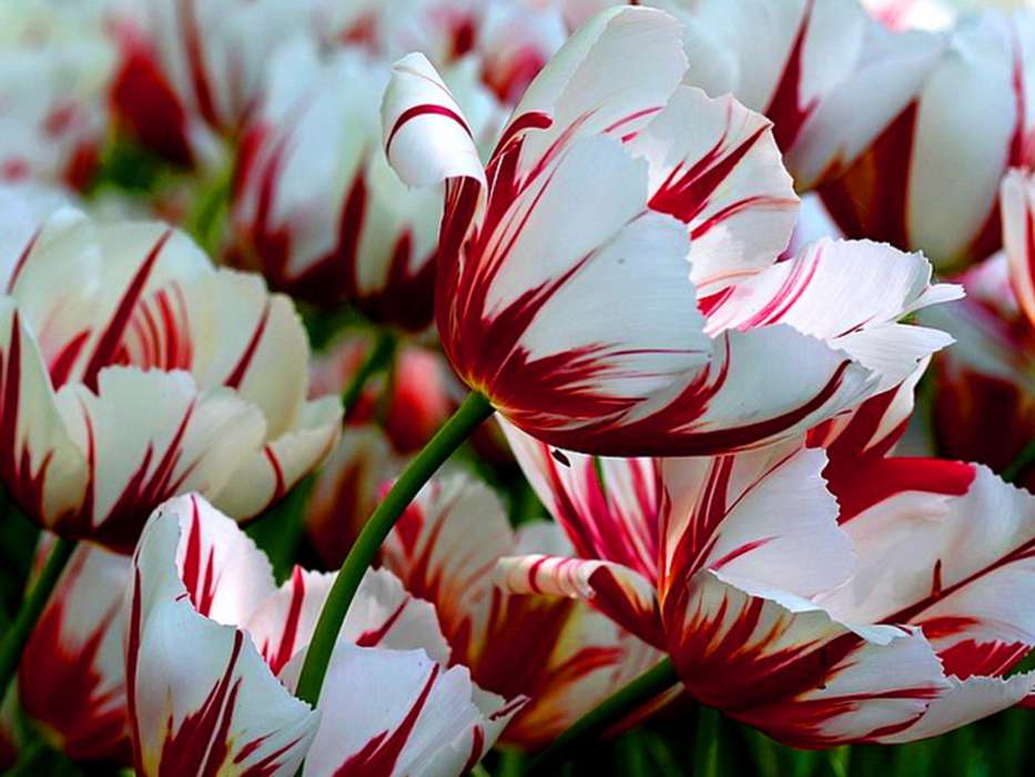 Plants,Tulips