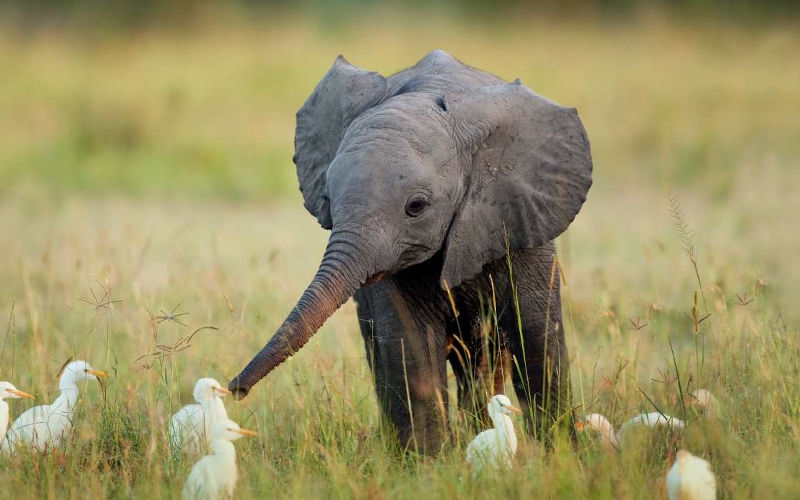 Elephants,Animals