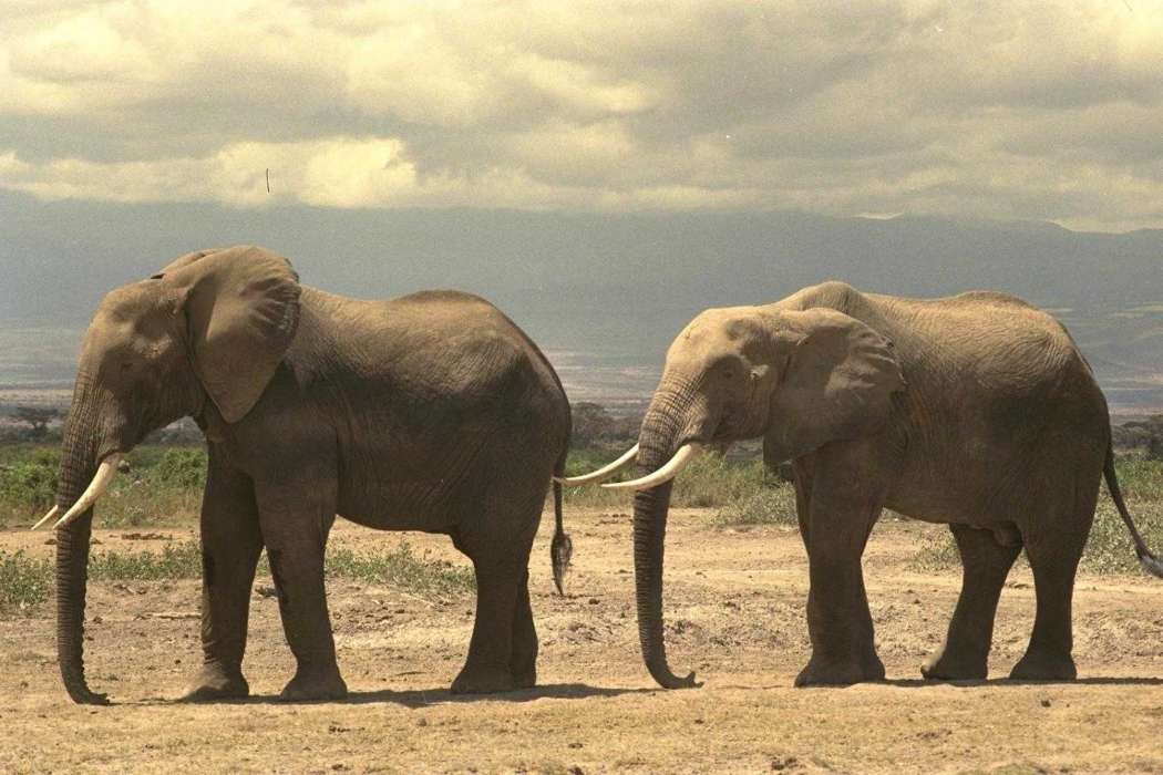 Animals, Elephants
