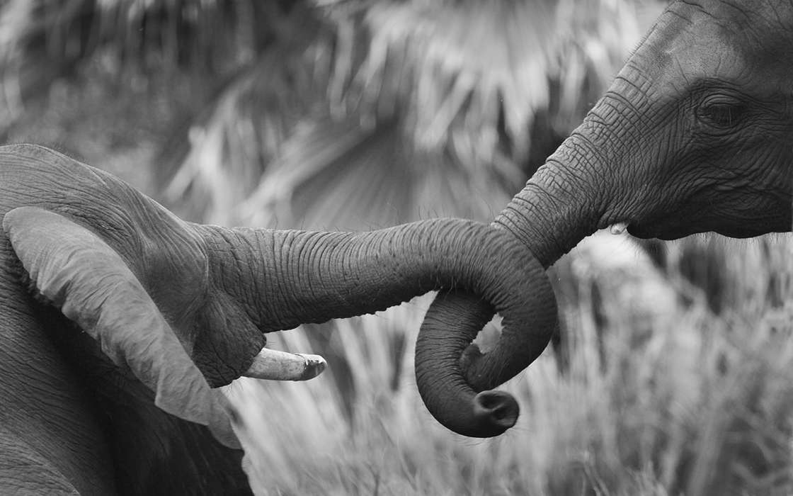 Elephants,Animals