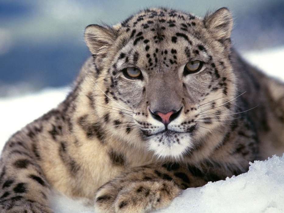 Snow, Snow leopard, Animals