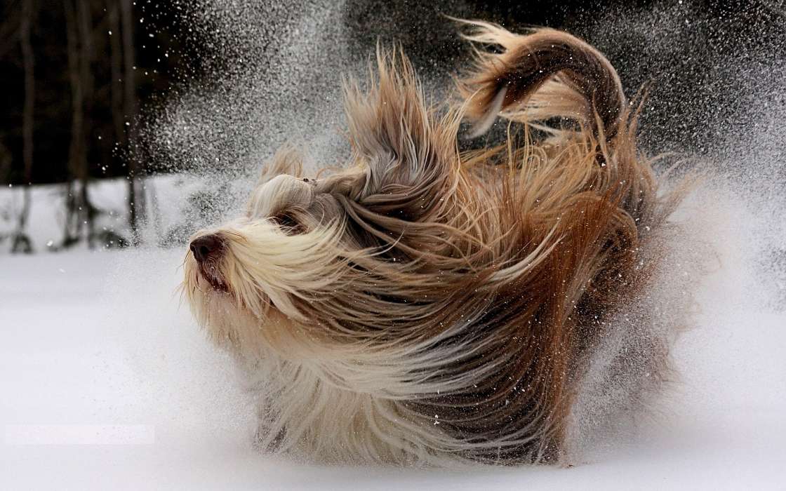 Snow, Dogs, Animals