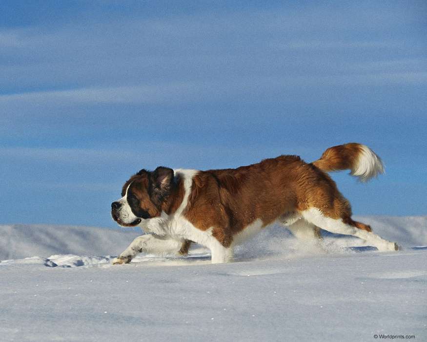 Animals, Dogs, Snow