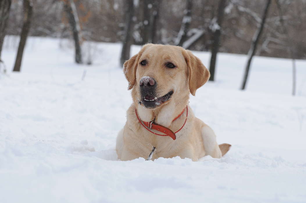 Snow, Dogs, Animals, Winter