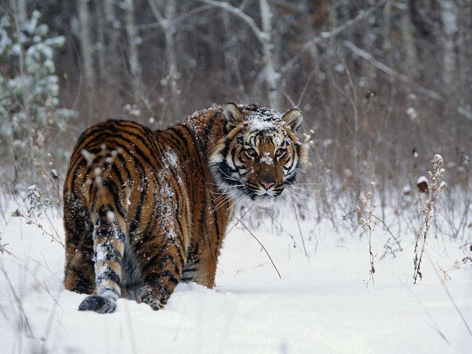 Snow, Tigers, Animals, Winter