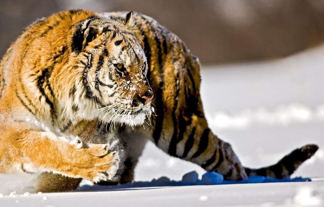 Animals, Winter, Tigers, Snow
