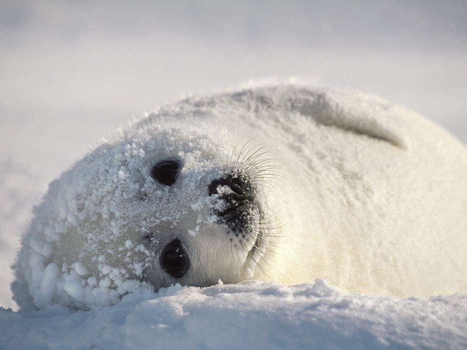 Animals, Snow, Seals