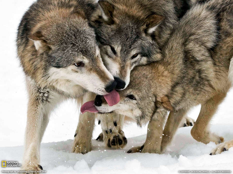 Snow, Wolfs, Animals