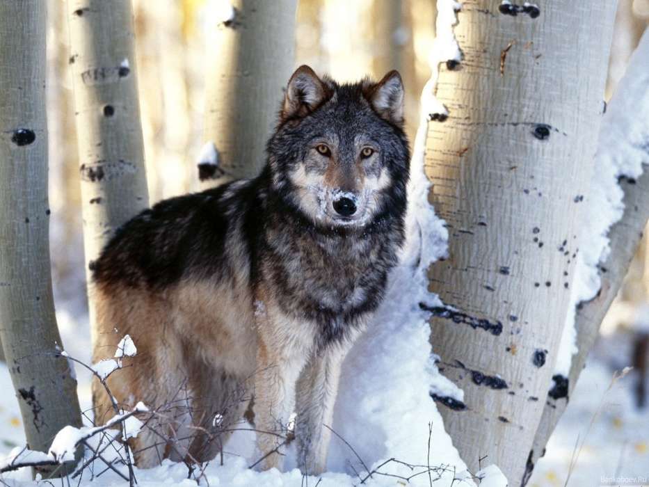 Animals, Wolfs, Snow