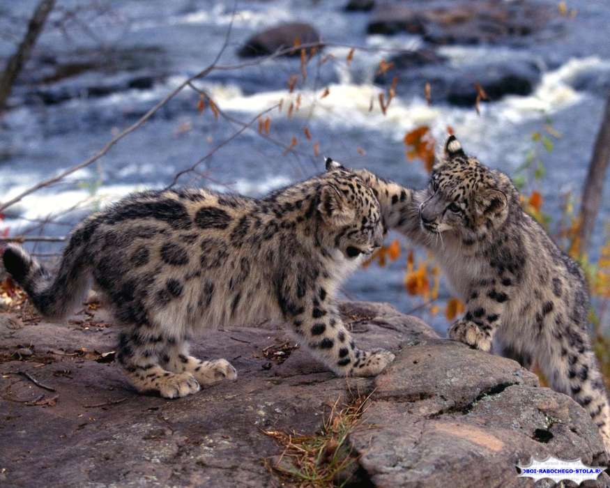 Animals, Snow leopard